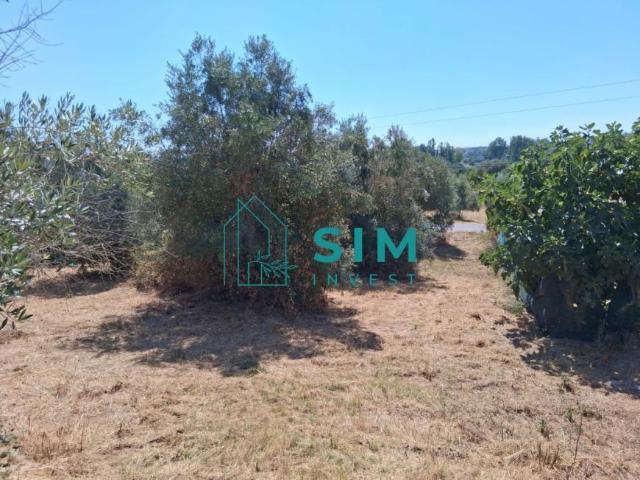 Terrenos Santarém Tomar 2300 DS99006235
