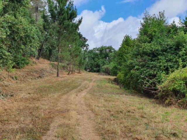 Terrenos Santarém Ferreira do Zêzere 2240 DLS98918462