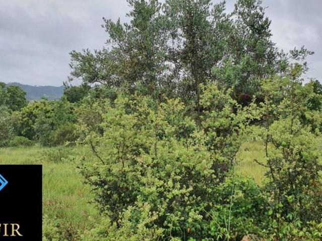 Terrenos Santarém Ferreira do Zêzere 2240 DLS98918520