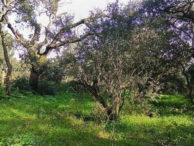 Terrenos Santarém Santarém 2005 DS99460854