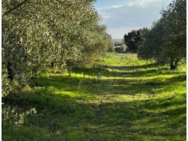 Terrenos Santarém Santarém DLS87039504