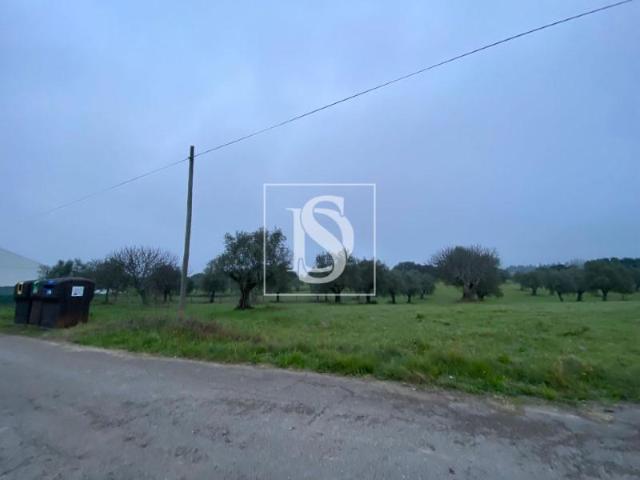 Terrenos Santarém Santarém DLS101114714