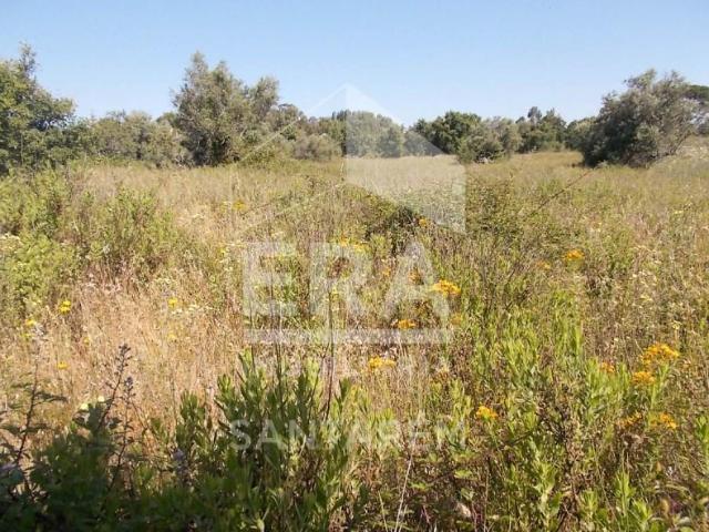 Terrenos Santarém Santarém DLS102791246