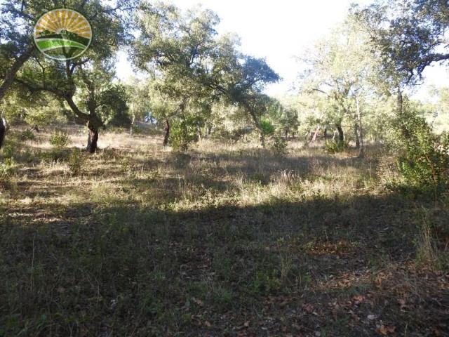 Terrenos Santiago do Cacém Santiago do Cacém DLS100328766