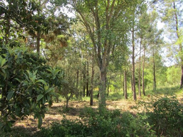 Terrenos Sardoal Sardoal DS101009118