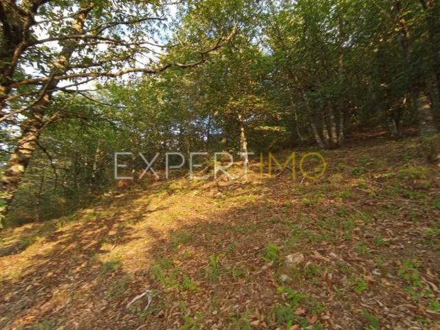 Terrenos Seia Guarda DLS91598525