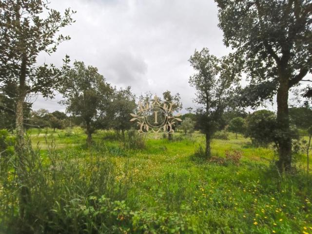 Terrenos Setúbal Montijo 2985 DLS102339008