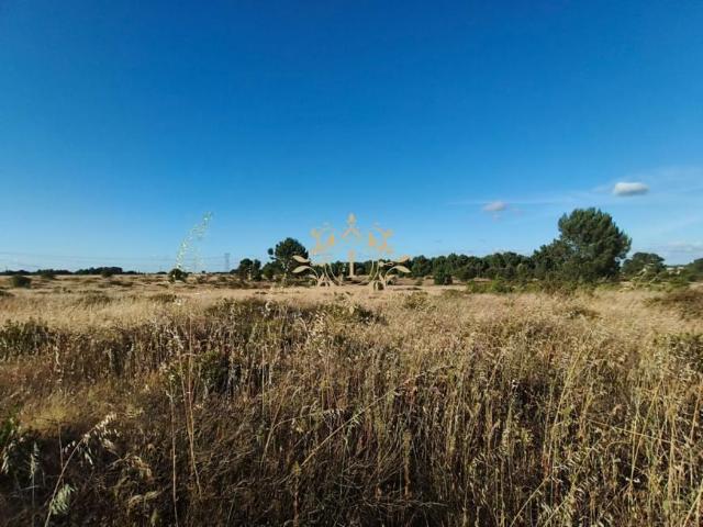 Terrenos Setúbal Palmela 2950 DLS102018570