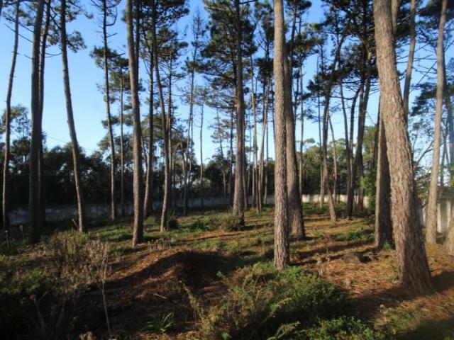 Terrenos Sintra Sintra DS88607200