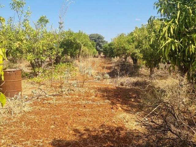 Terrenos Silves Algarve DLS80952319