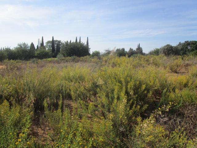 Terrenos Silves Algarve DLS85572245