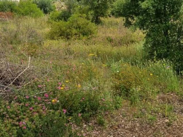 Terrenos Silves Algarve DLS88260224