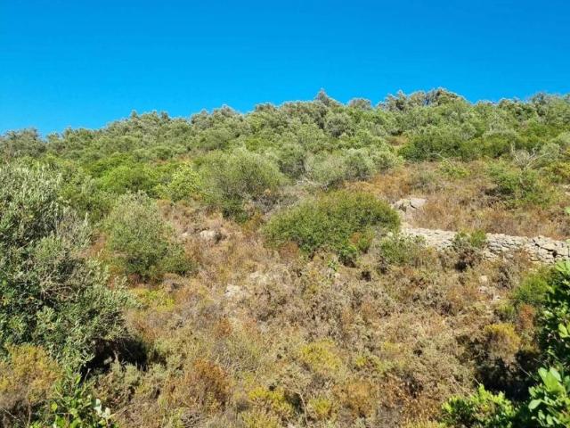 Terrenos Silves Algarve DLS99680522