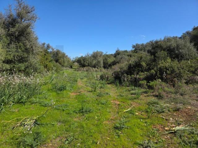 Terrenos Silves Algarve DS100094237