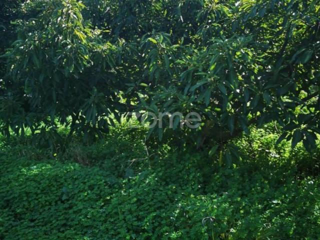 Terrenos Silves Silves DS89234949