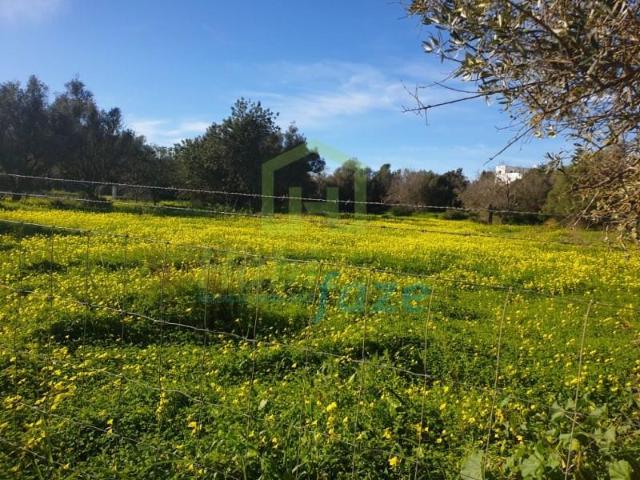 Terrenos Silves Silves DS99487027