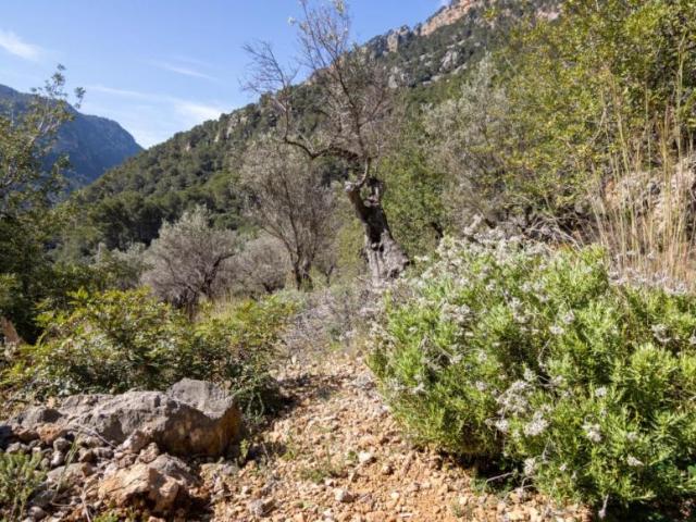 Terrenos Soller Baleares 101911078