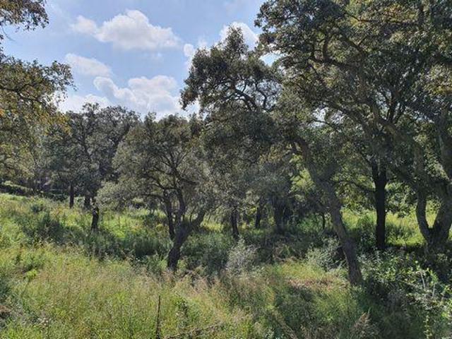 Terrenos Sotogrande Alto Cadiz LS96325965