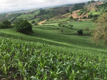 TERRIFIC TOSAGUA: Se Vende Granja en Zona Rural en Chone