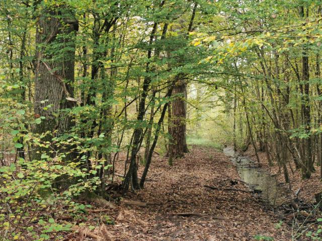 TERRITOIRE DE CHASSE SUR 46HA