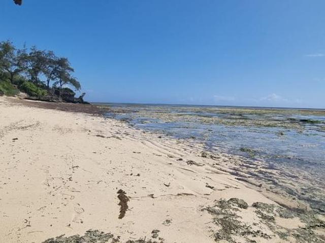 The Lungs of Kuruwitu: A 76 Acre Seafront Paradise – Nature’s Last Untouched Treasure