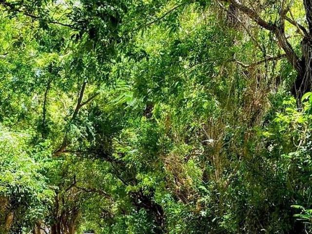 The Lungs of Kuruwitu: A 93.8 Acre Untouched Green Paradise – Where Nature Meets Opportunity!