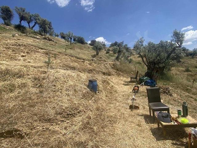 TİRE ÇAĞAN GAYRIMENKUL'DEN MANZARALI ZEYTİNLİK