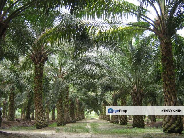 Timber Land | Oil Palm | Bintulu | Sarawak