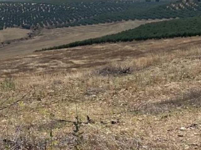 Tierra calma de regadío
