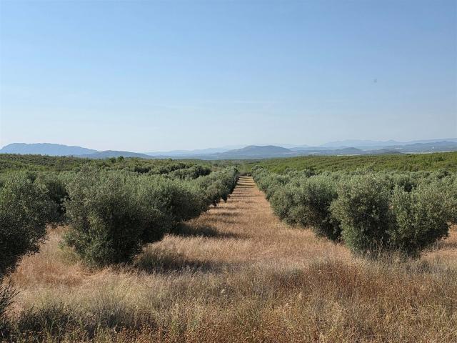 Tierra agrícola 2540000 m2 m² Moratalla