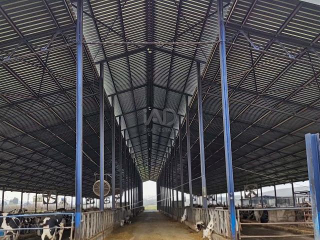 Tierra agrícola 638000 m2 m² Lucillos