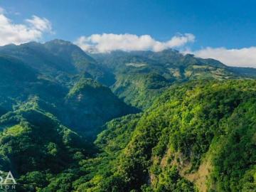 Tierra fértil con plantas de café en Palmira