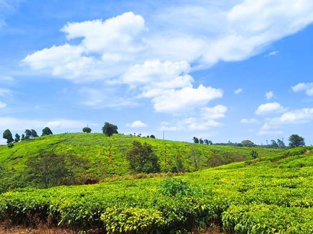 Tigoni 1 Acre Residential Land for sale