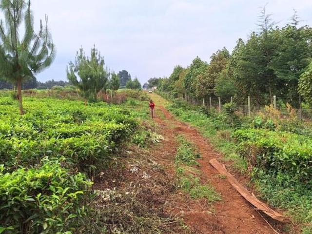 Tigoni 1 Acre Residential Land for sale near Limuru Girls