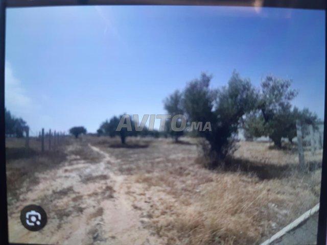 Tiran titré à vendre