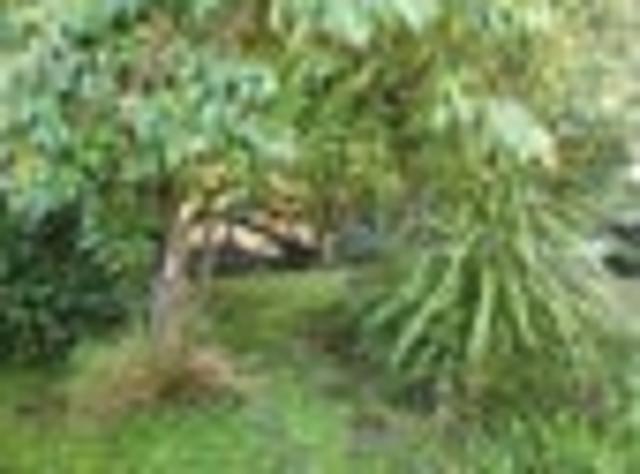 Titirangi, 3 bedrooms, $600 pw