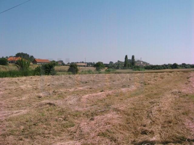 Tomar Tomar 102811045