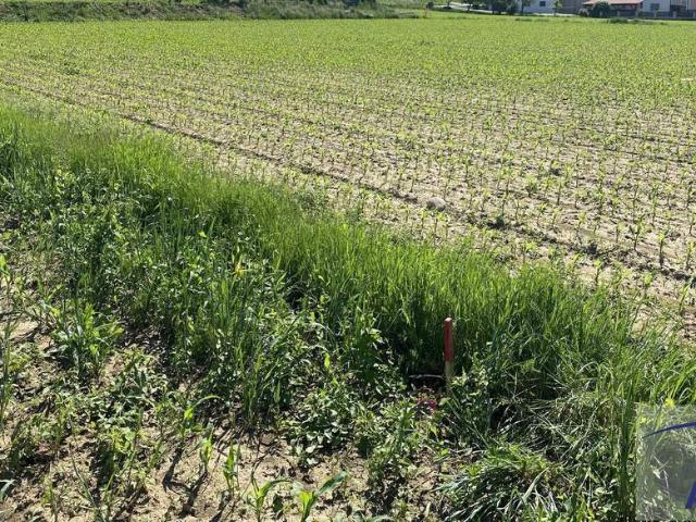 TOLLES Baugundstück in Großsteinbach!