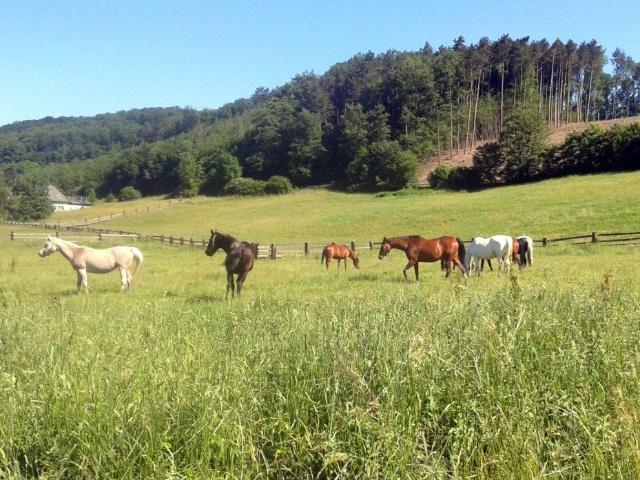 TOP SANIERT Entzückendes Einfamilienhaus im Grünland mit 1804 m² großem Grundstück und vielen Obstbäumen