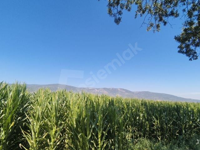 Torbalı Ahmetli'de Tek Tapu Satılık 18.807 m Verimli Tarla