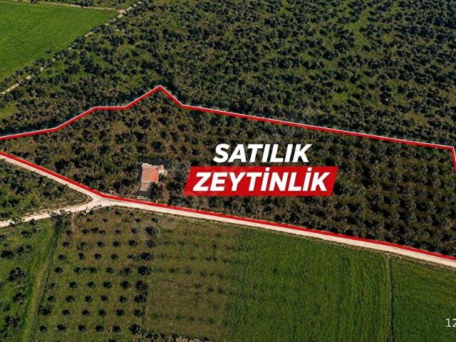 Torbalı Çakırbeyli Mah Satılık 8169 m Tek Tapu Zeytinlik