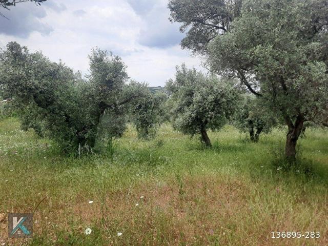 Torbalı çapak ta 6097 metre kare satılık zeytinlik