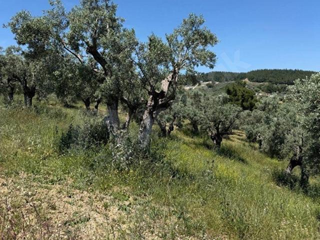 Torbalı Bozköy Satılık Tarla 1.634 m 22 Zeytin Ağacı Hisseli Tapu