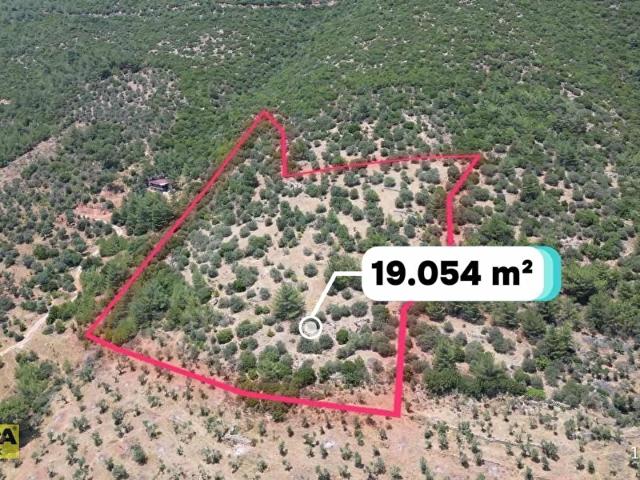Torbalı Dağkızılca'da 19 Dönüm Zeytinlik