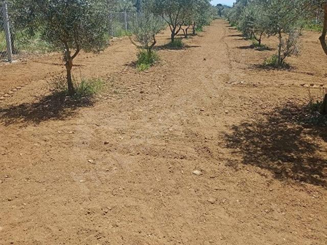 Torbalı helvacı köyünde satılık tek tapu tarla