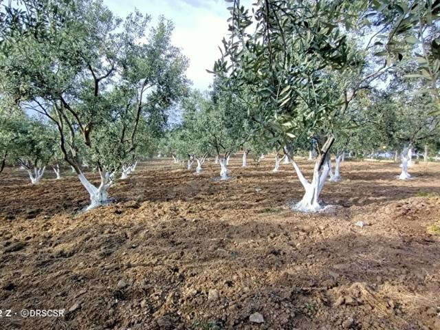Torbalı Saipler Köyünde satılık Zeytinli Tarla Daire Takaslı