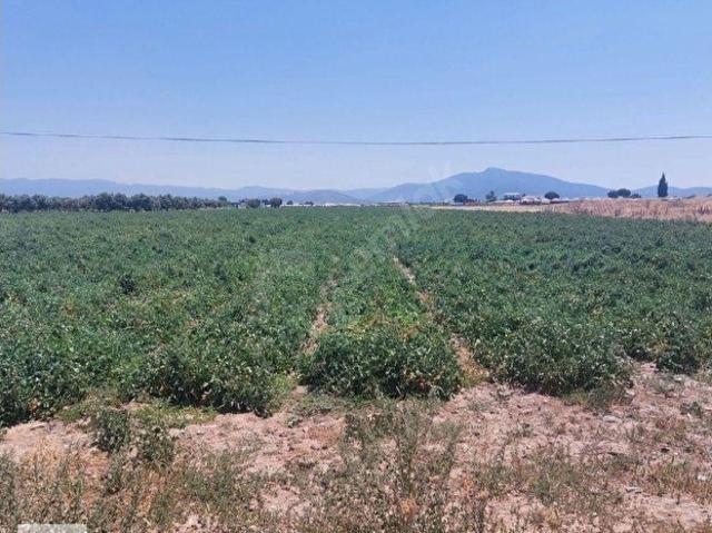 TORBALI MERKEZE YAKIN SATILIK TEK TAPU 10000 M2 TARLA