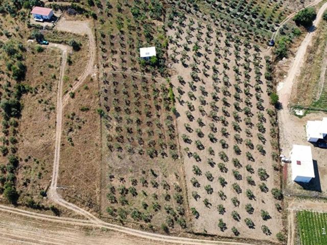 TORBALI AHMETLİ KÖYÜNDE SATILIK 6000 m2 TARLA