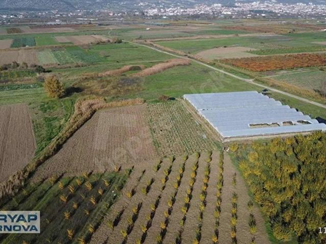 TORBALI ARSLANDA YÜKSEK KİRA GETİRİLİ SATILIK TARLA