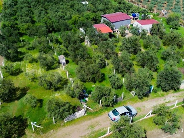 TORBALI ARSLANLAR'DA DOĞAYLA İÇ İÇE TAPULU ZEYTİNLİK
